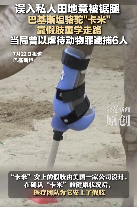 巴基斯坦骆驼误入私人田地被锯腿