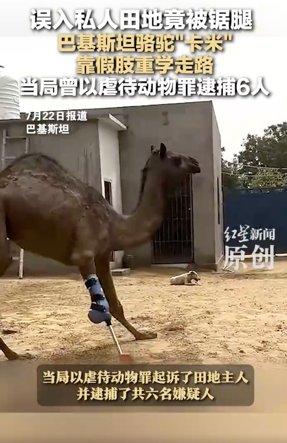 巴基斯坦骆驼误入私人田地被锯腿
