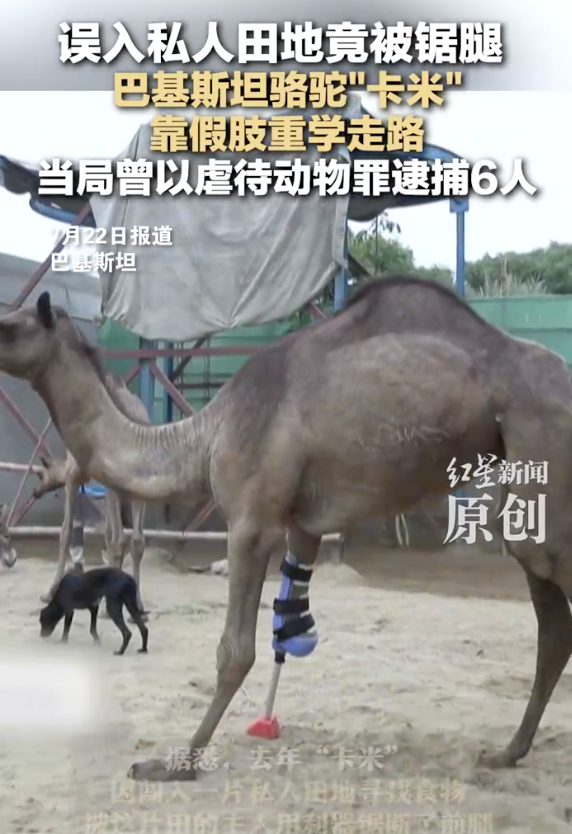 股票配资软件 巴基斯坦骆驼误入私人田地被锯腿：6人被逮捕