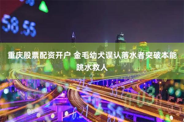 重庆股票配资开户 金毛幼犬误认落水者突破本能跳水救人